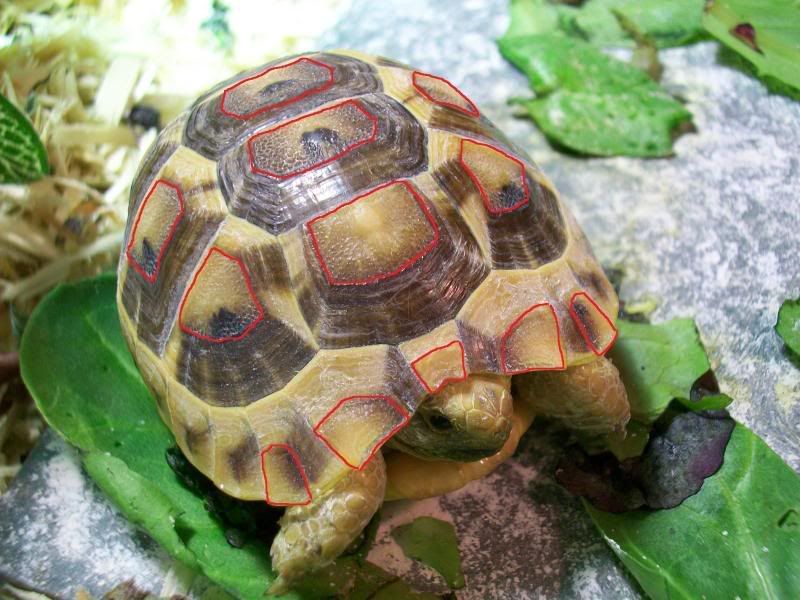 Lack Of Shell Growth