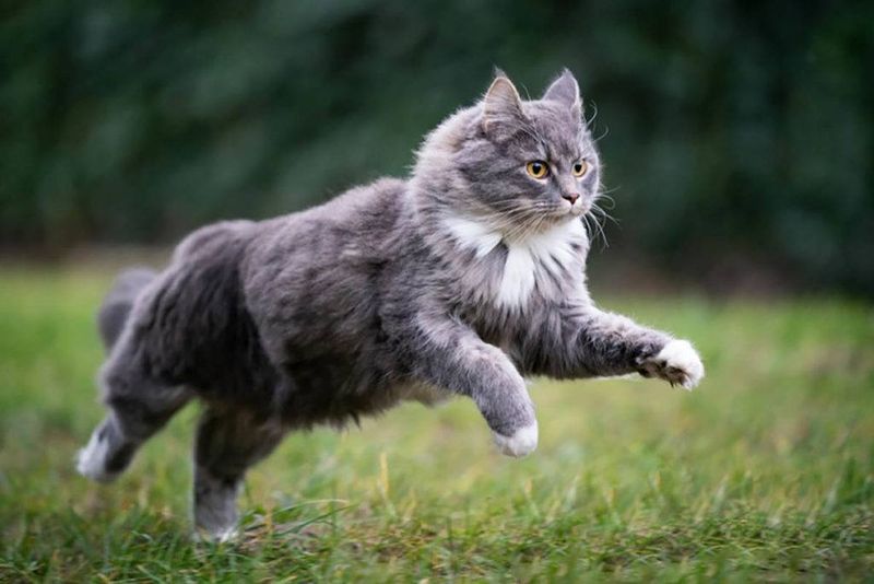 High Energy Cats
