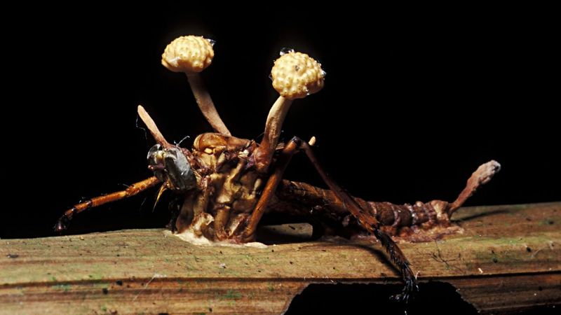 The Fascinating Connection Between The Fungus And The Last Of Us