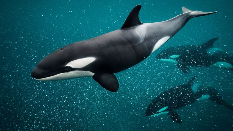 Comparison With Other Marine Mammals
