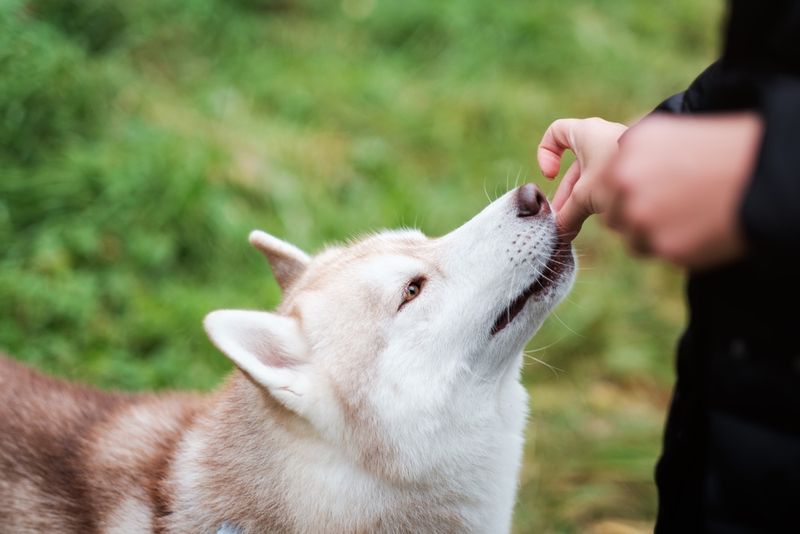 Reward Calm Behavior