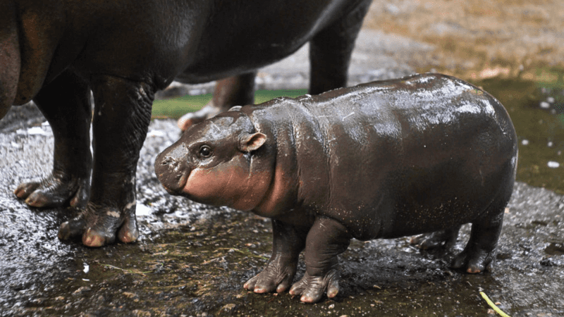 Digital Hippo Cam