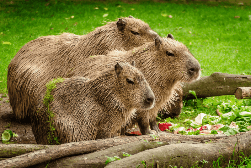 Neighbor Relations May Become Strained