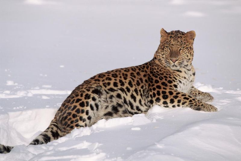 Amur Leopard: Russia's Ghost Cat
