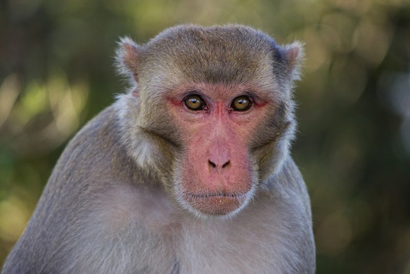 Rhesus Macaque: The Mathematical Mind