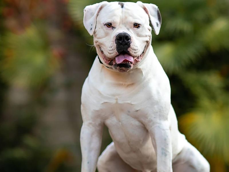 Powerful American Bulldog