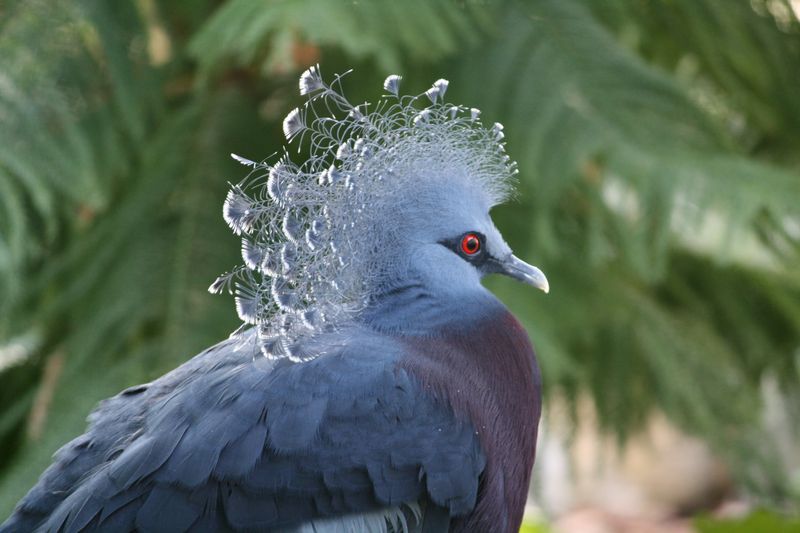 Blue-Crowned Pigeon: New Guinea's Royal Blue Giant