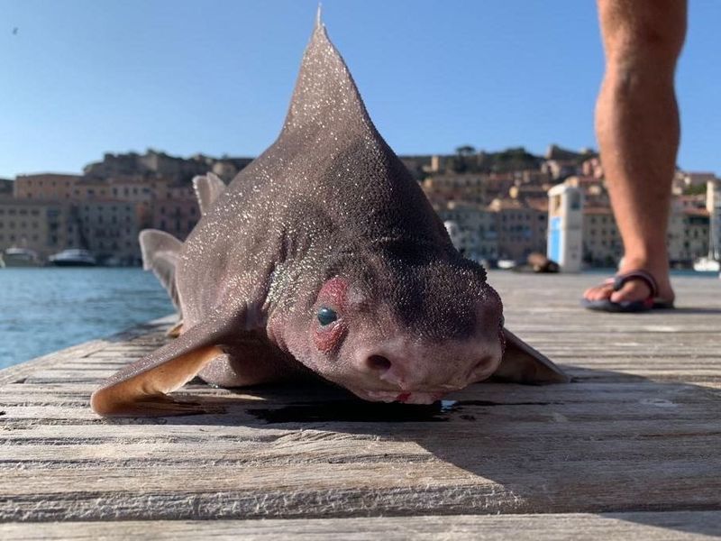 Angular Roughshark