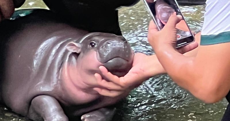 Zookeeper Turned Influencer