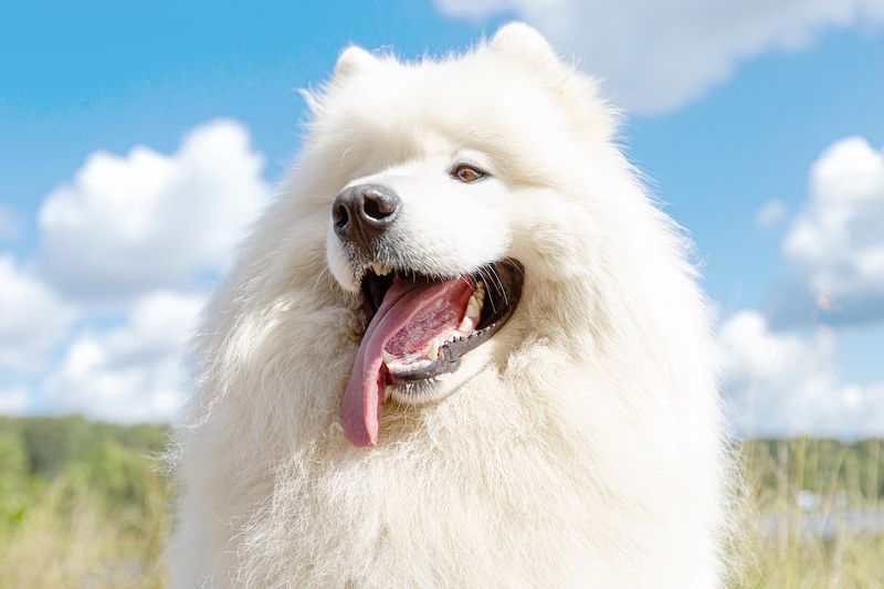 Samoyeds: Smiling Snow Dogs With Sunshine Hearts