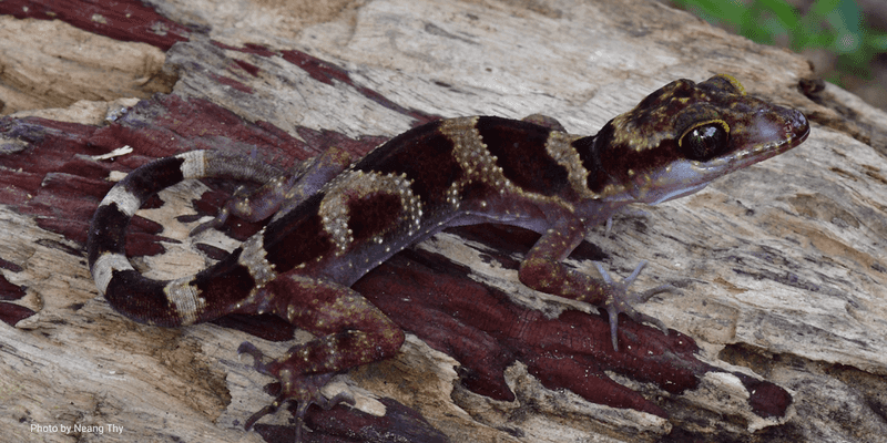 DNA Reveals Ancient Origins