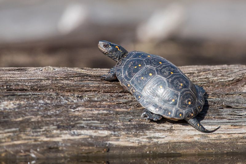 The Fight To Save Spotted Turtles Is Also A Fight To Protect Ohio's Wetlands