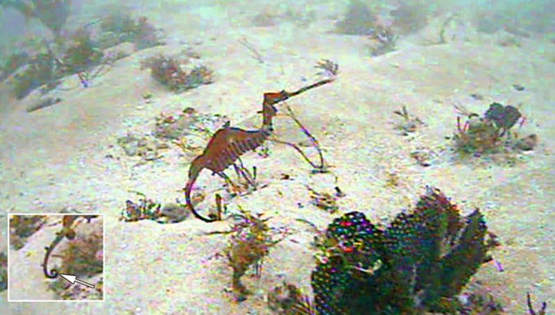 Ruby Seadragon
