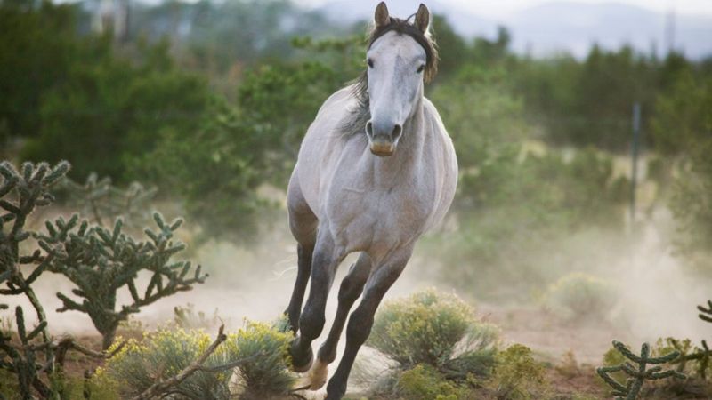Spanish Mustang