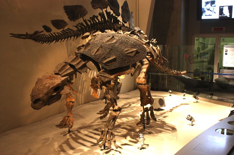 Fossil Jackpot For Scientists