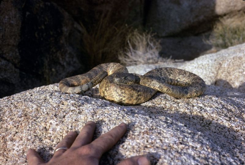 Surprising Snakes During Their Active Hours