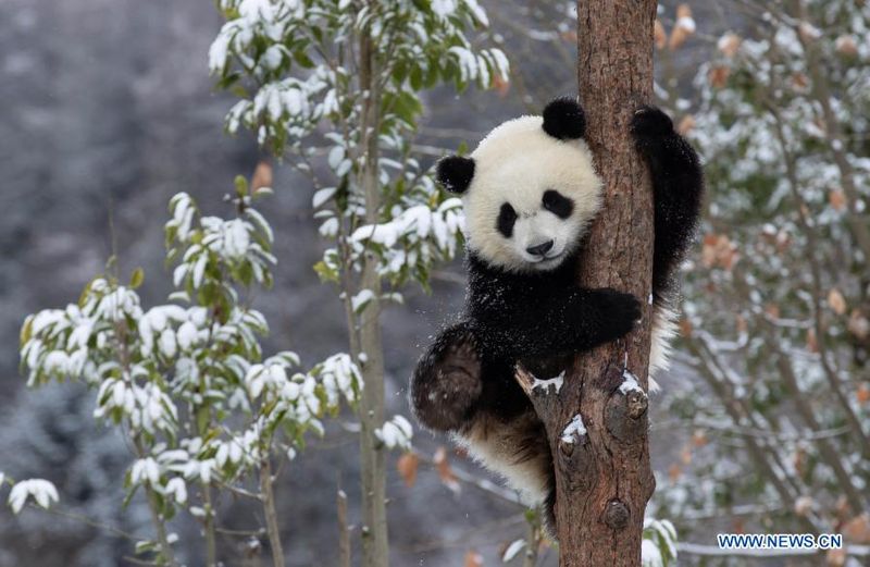 Laoxiancheng Nature Reserve – Gansu, China
