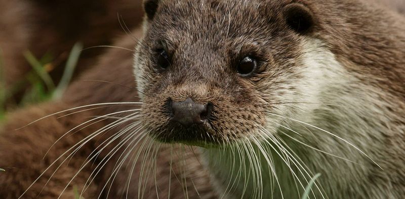Fur First Appeared Long Before Modern Mammals