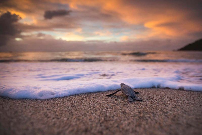 Beach-Born But Ocean-Bound