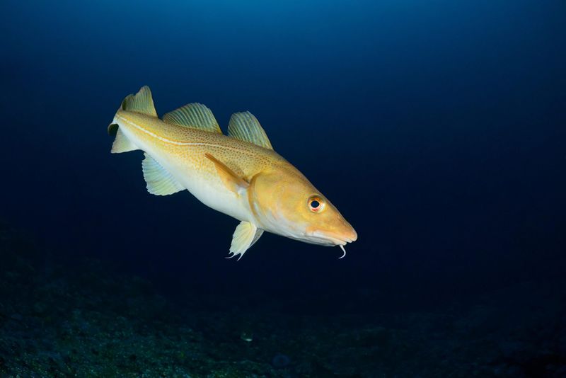 Why Smaller Cod Means Bigger Problems For Marine Ecosystems