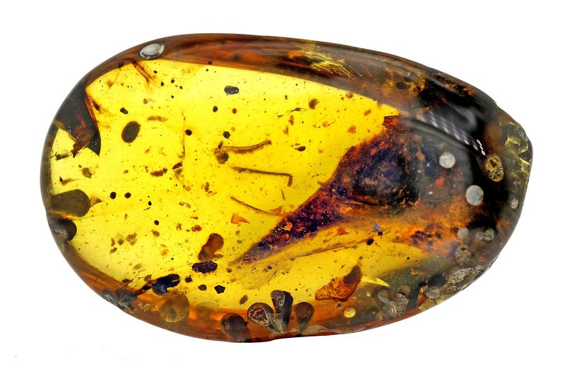 The Discovery Of The Smallest Dinosaur In Amber