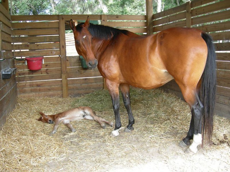 Prepare For Foaling