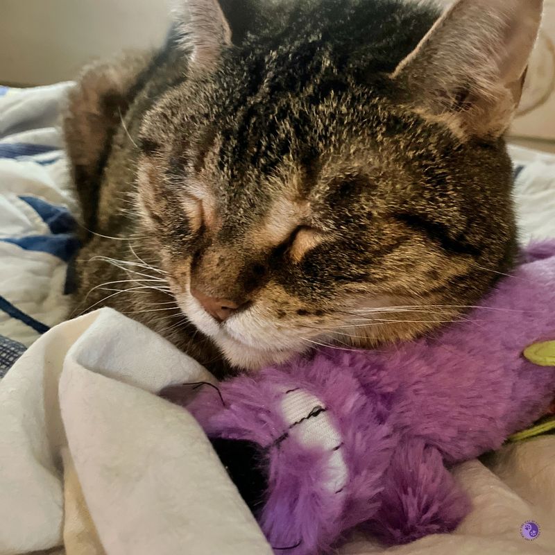 The Scented Blanket