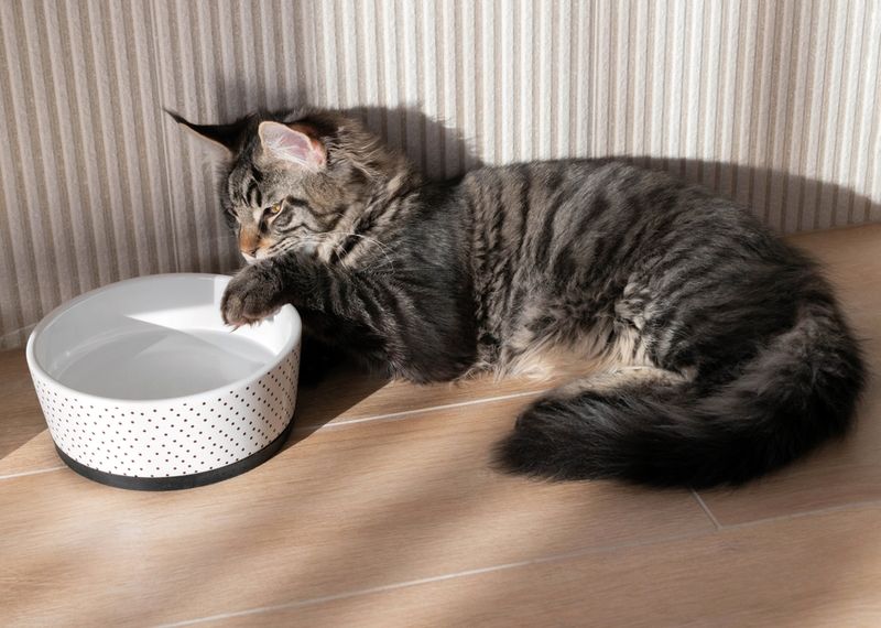 Regular Bowl Cleaning