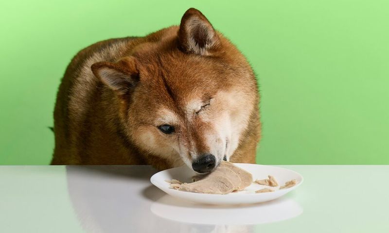 Lean Turkey Protein