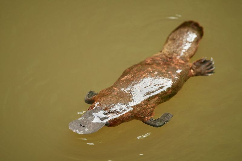 The First Mammals Laid Eggs