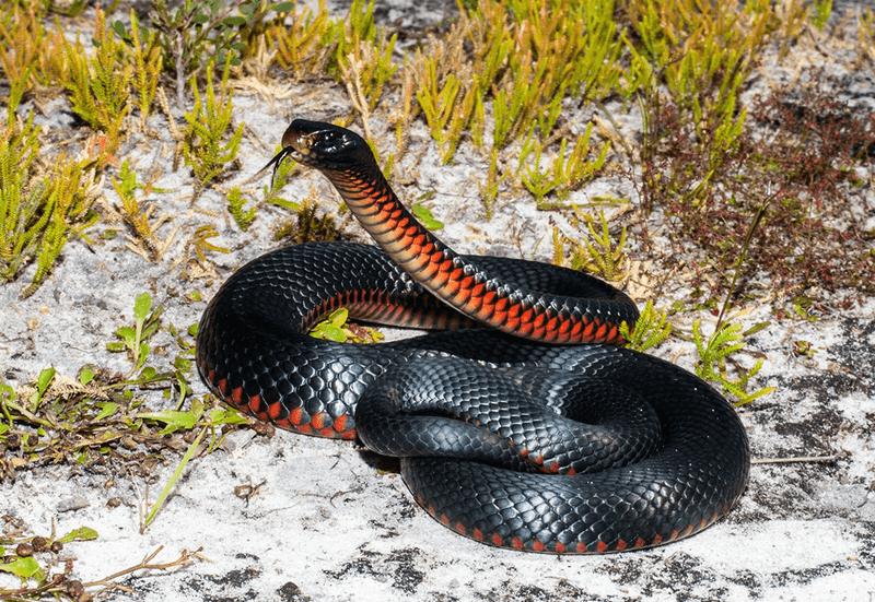 Mishandling Snake Encounters