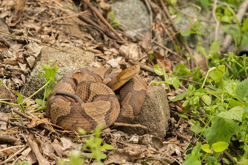 Disturbing Snake Habitat