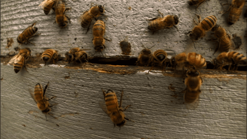 The Ghost Hive Mystery