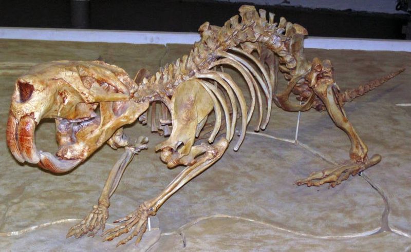 Their Enormous Incisors Were As Powerful As An Axe