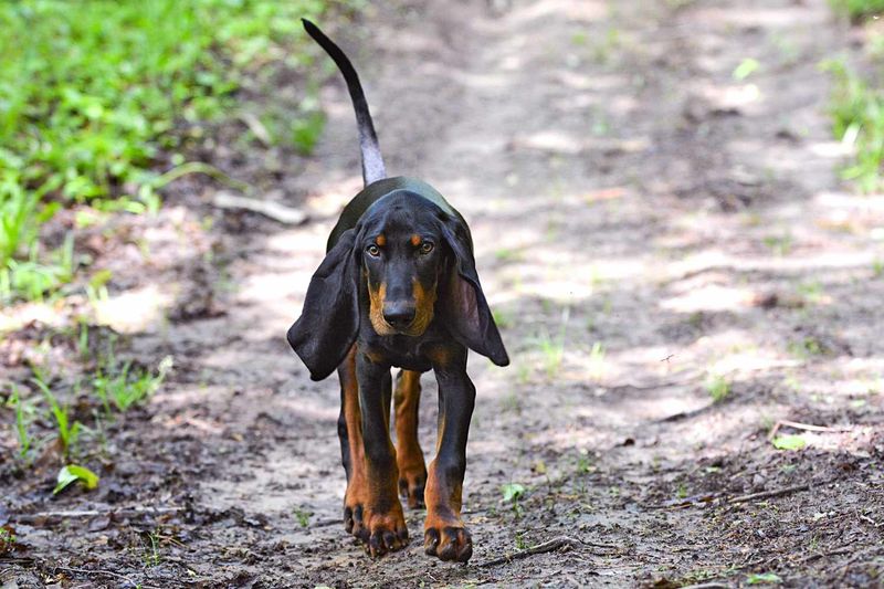 Black and Tan Coonhound