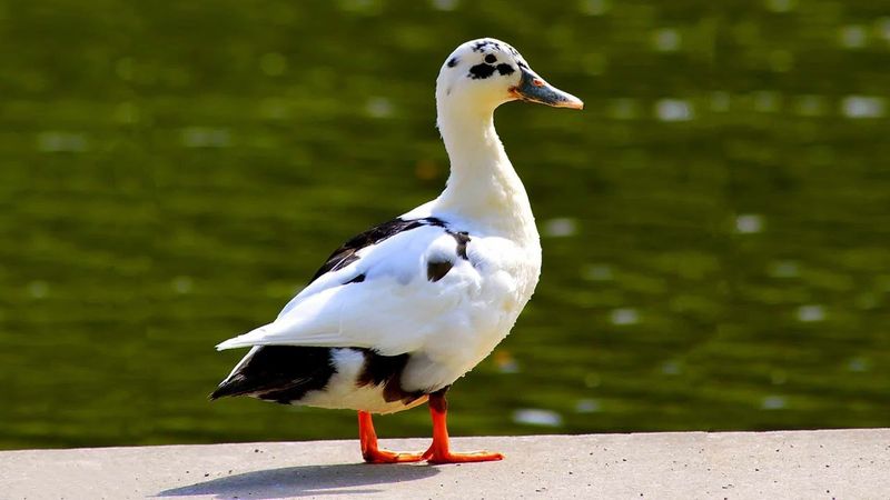 Ancona Duck