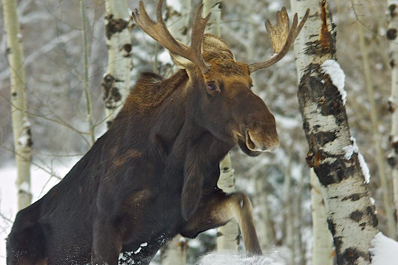 Moose
