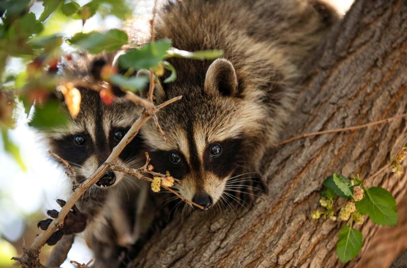 Nature's Entertainment
