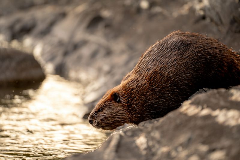 Wildlife Comes Flooding Back