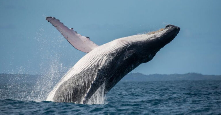 Whales Are Learning New Ways To Communicate With Humans
