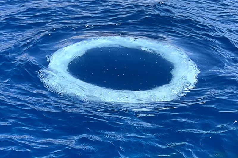 Researchers Noticed Humpback Whales Making Bubble Rings Near People
