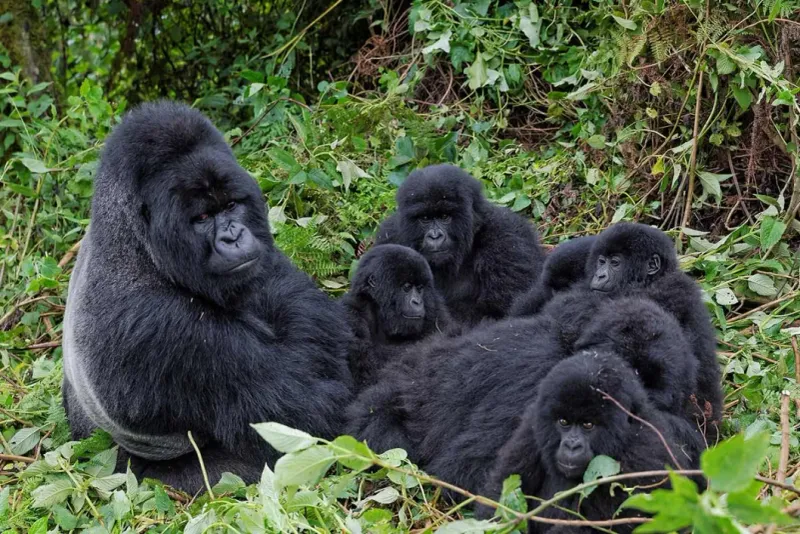 Gorillas