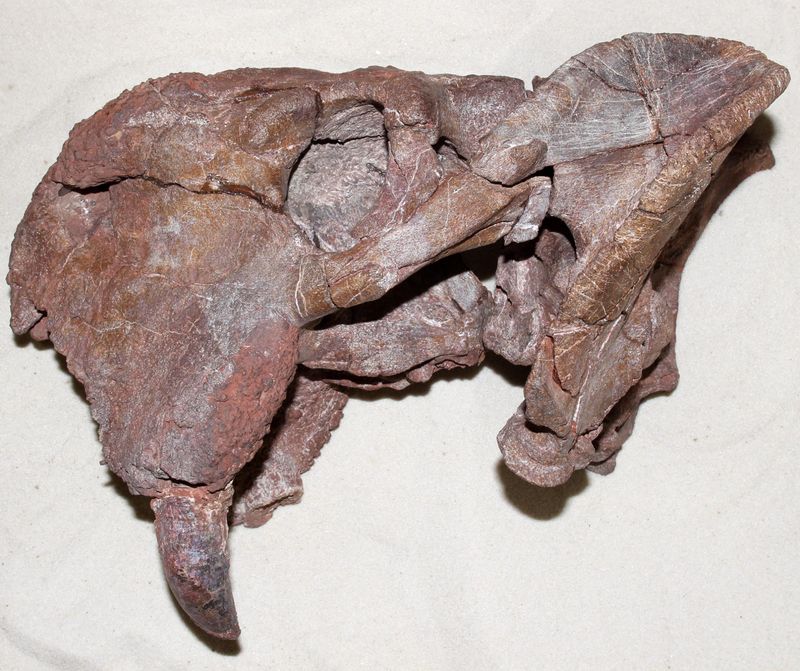 The Evolution Of Tusks In Mammals: A Deep Dive Into Their Origins
