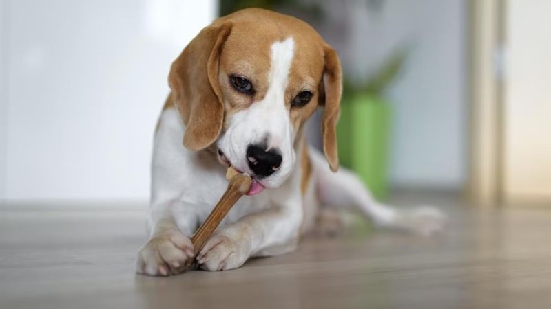 Not All Dental Chews Are Created Equal