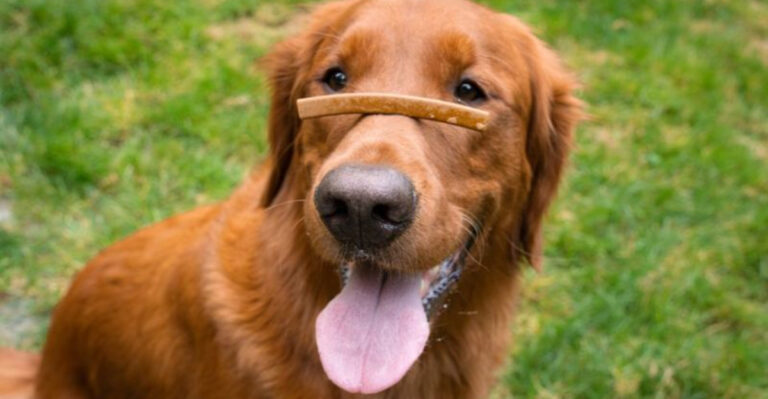 What Dog Owners Should Know About Dental Chews And Oral Health