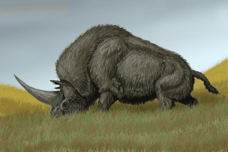 Could Elasmotherium Have Survived Longer Than We Think