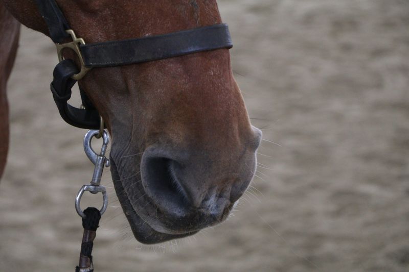 How To Spot The Signs Of A Happy Or Stressed Horse