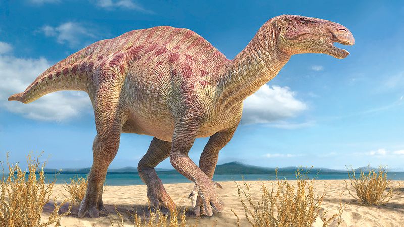 New Discoveries: What We're Still Learning About Iguanodon