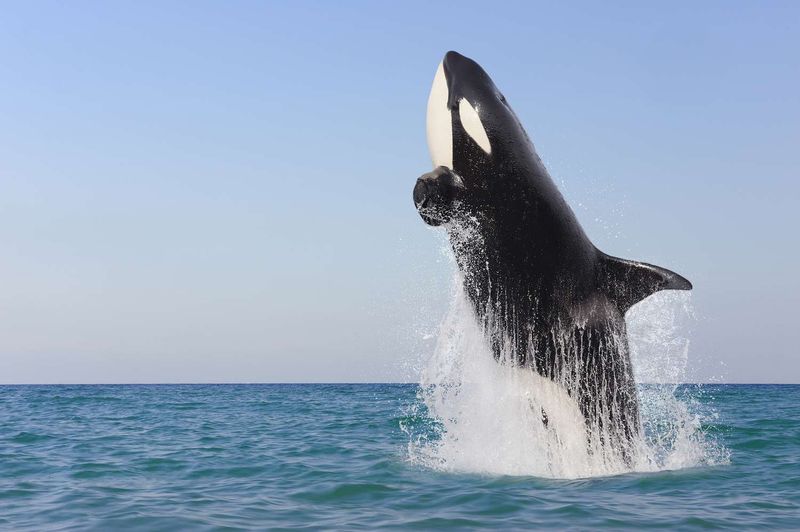 Orcas: The Intelligent Marine Mammals Capable Of Unique Behaviors
