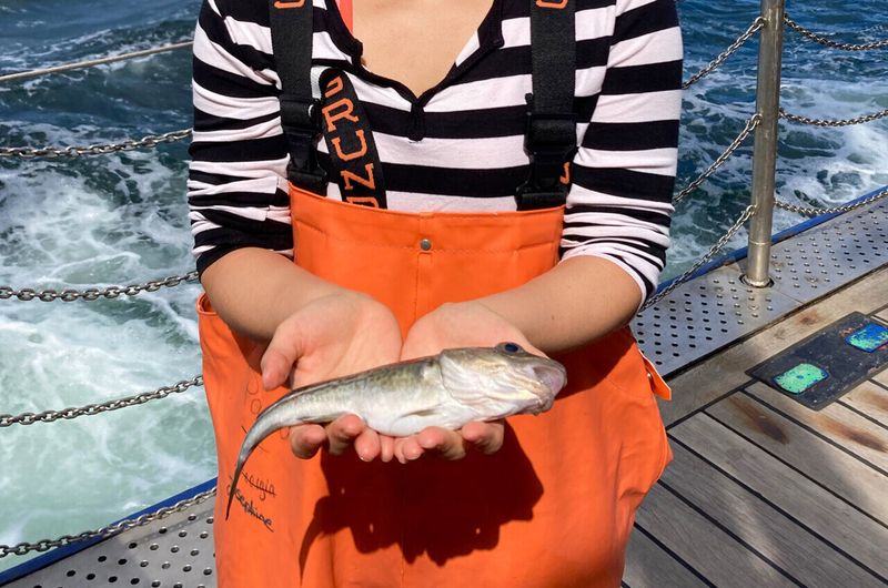 How Fishing Practices May Have Accidentally Selected For Smaller Cod